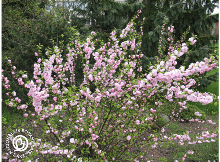 Latvijas stādi - Amygdalus triloba 'Plena' - trīsdaivu mandele, šķirne